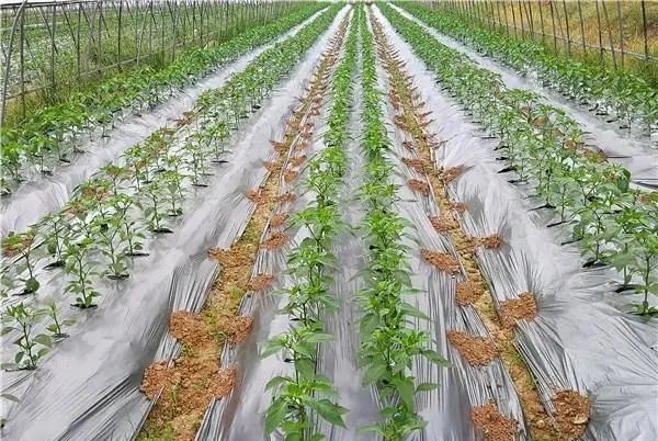 GB13735-2017聚乙烯吹塑農(nóng)用地面覆蓋薄膜測試項(xiàng)目